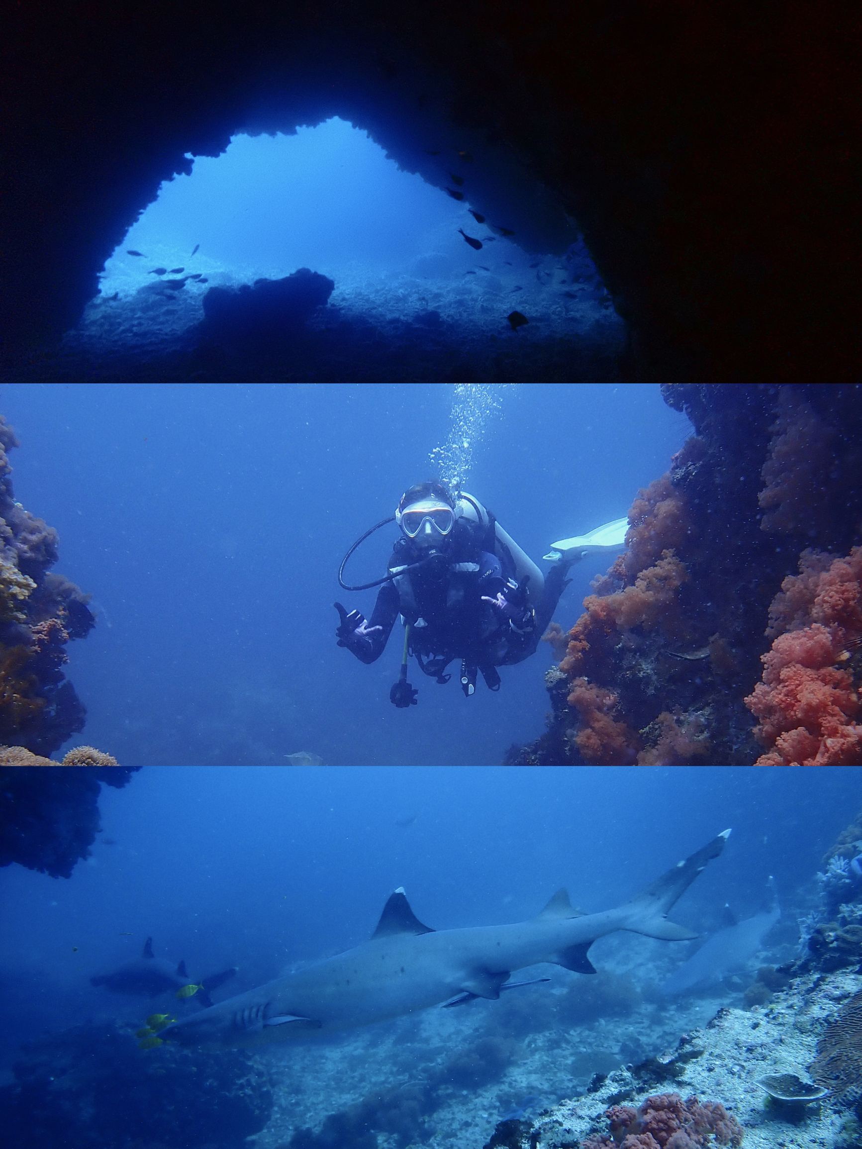 Gato Island菲律宾猫岛洞潜🦈偶遇白鳍鲨