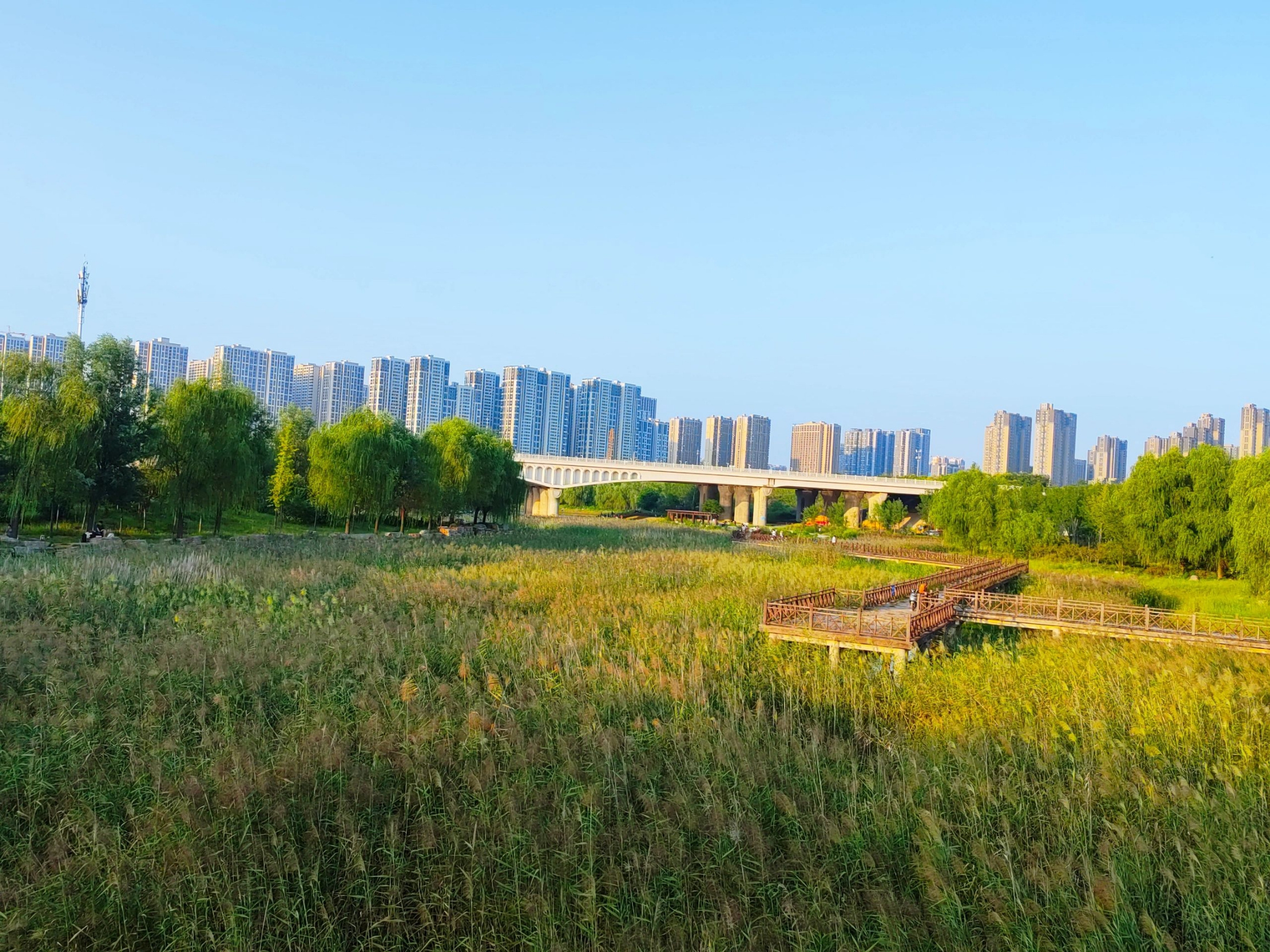 周口市扶沟县贾鲁河湿地公园 | 中原肺叶