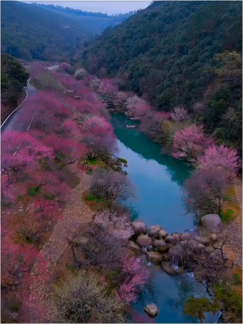 春城无处不飞花 春日的梅花太美了❗️