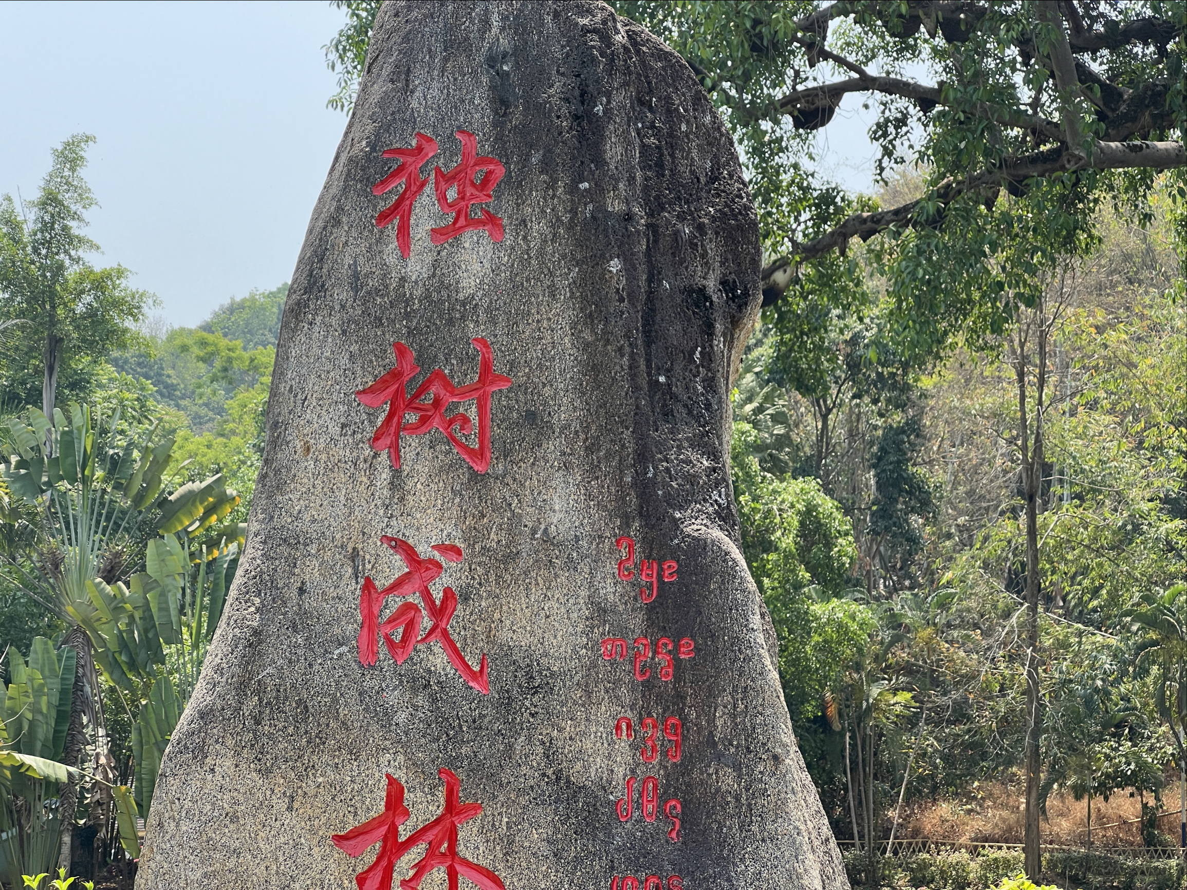 西双版纳独树成林