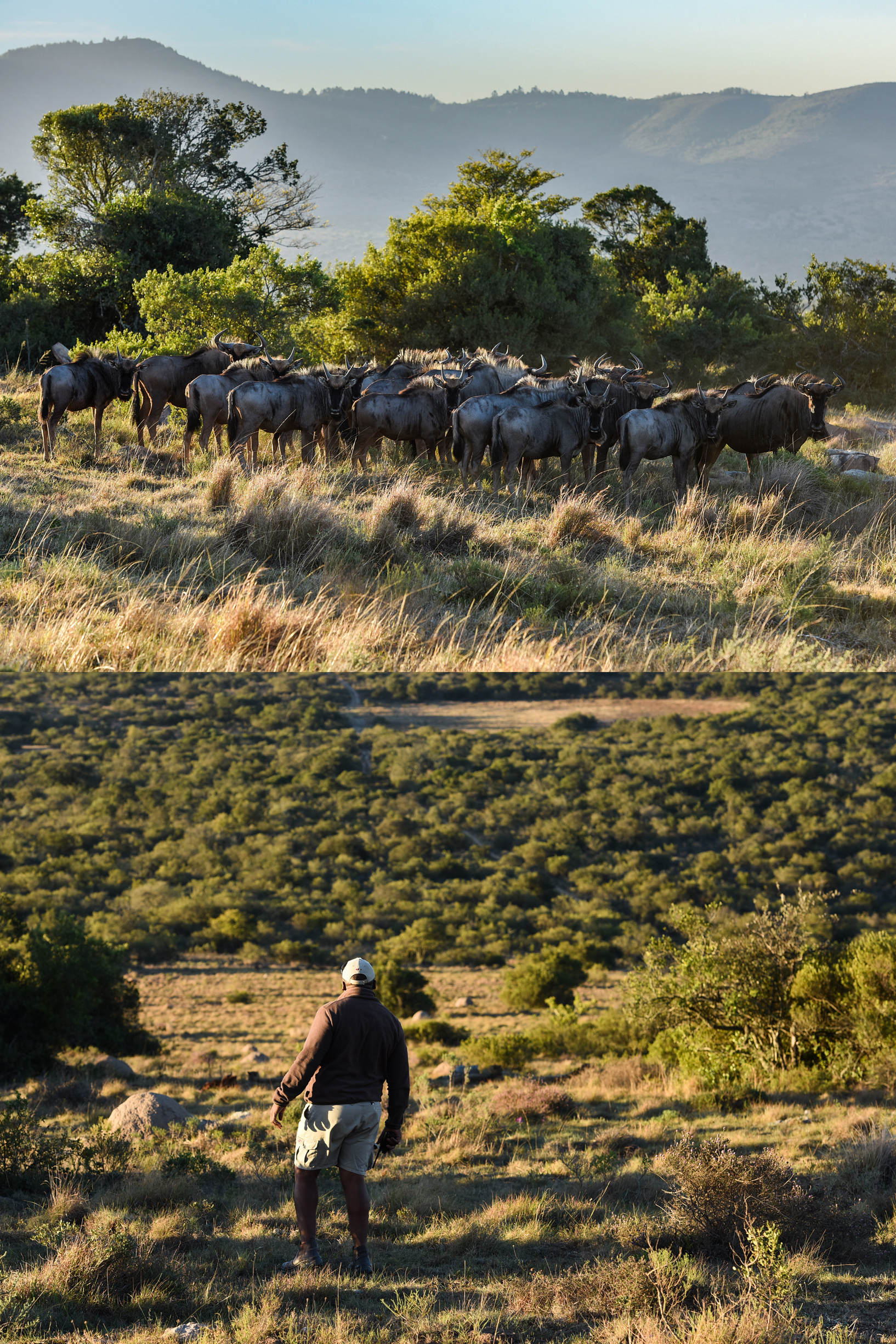 南非旅行，体验野生动物保护区里的奢华酒店