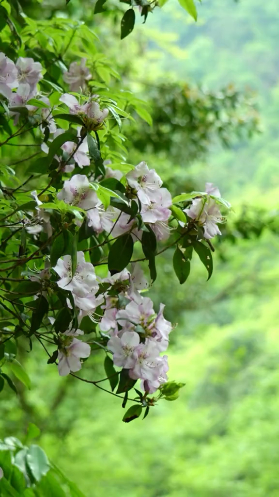 与山水交友不累，与草木谈心最真，山不见我，我去见山，春风十里，去寻找现实版的绿野仙踪。#桐庐山湾湾激