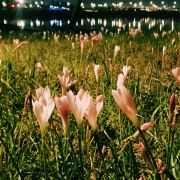 奥德彪丶想旅行