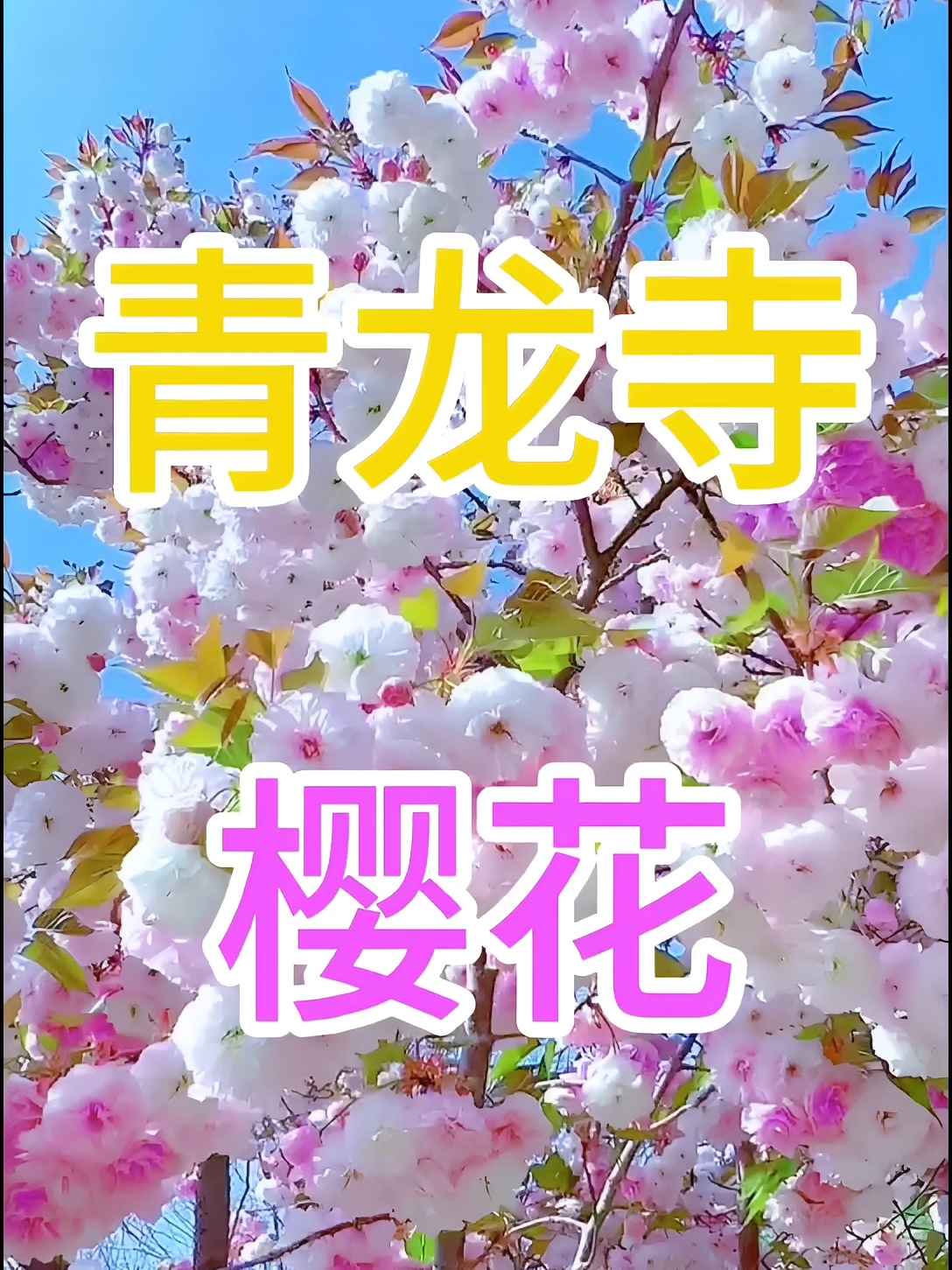 青龙寺看樱花