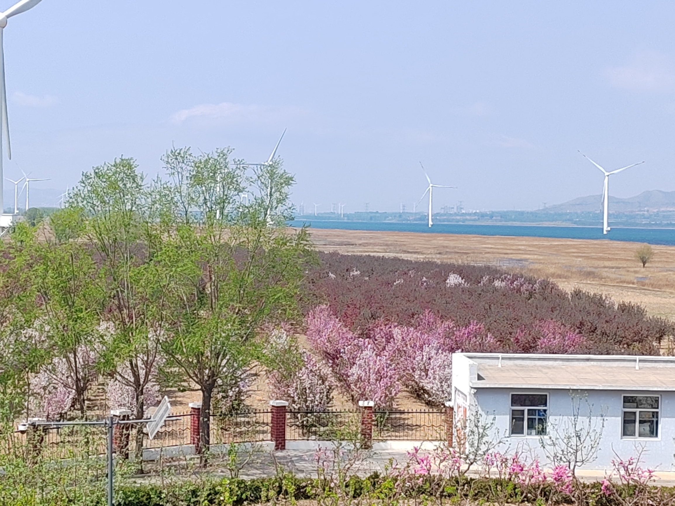 春天来了，官厅水库周边的花都开了，充满了生机