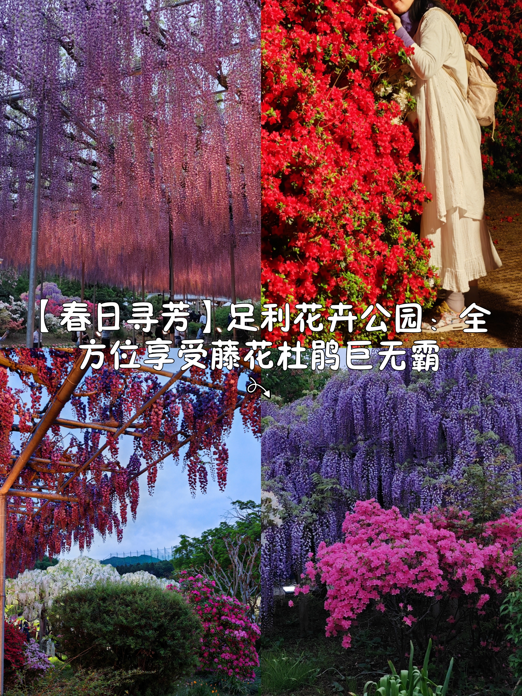 【春日寻芳】足利花卉公园：全方位享受藤花杜鹃巨无霸