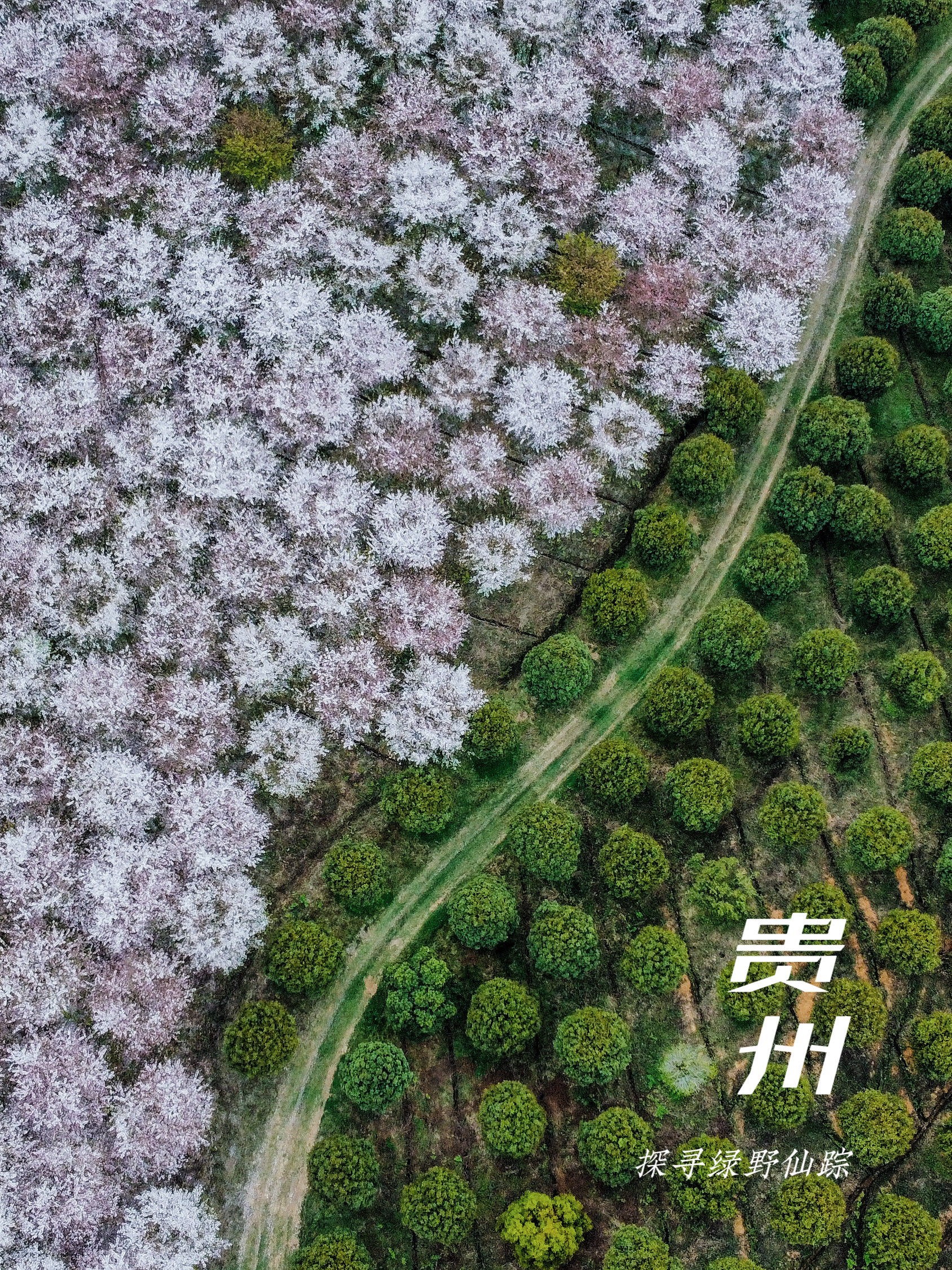 贵州2日游｜探寻绿野仙踪的一场樱花雨