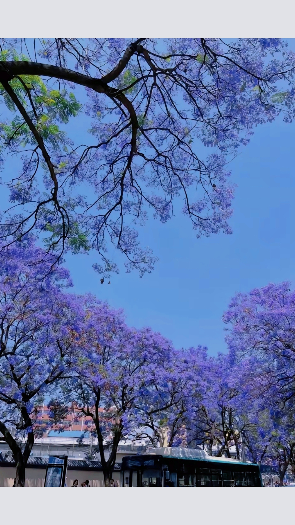 云南旅游|四五月份的昆明，满城尽是蓝花楹