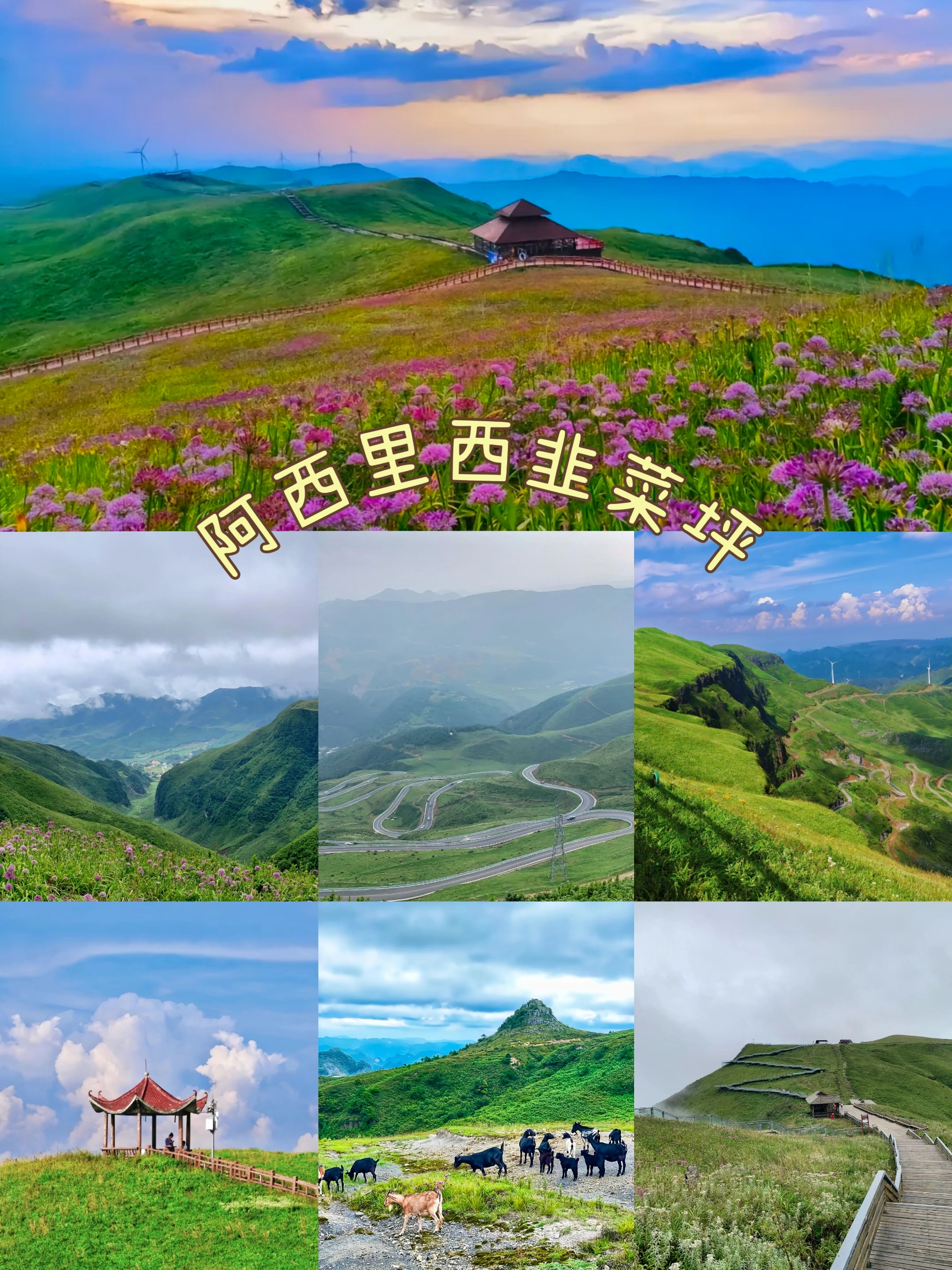 阿西里西韭菜坪｜中国最大的野生韭菜园，探索大自然的奇观！