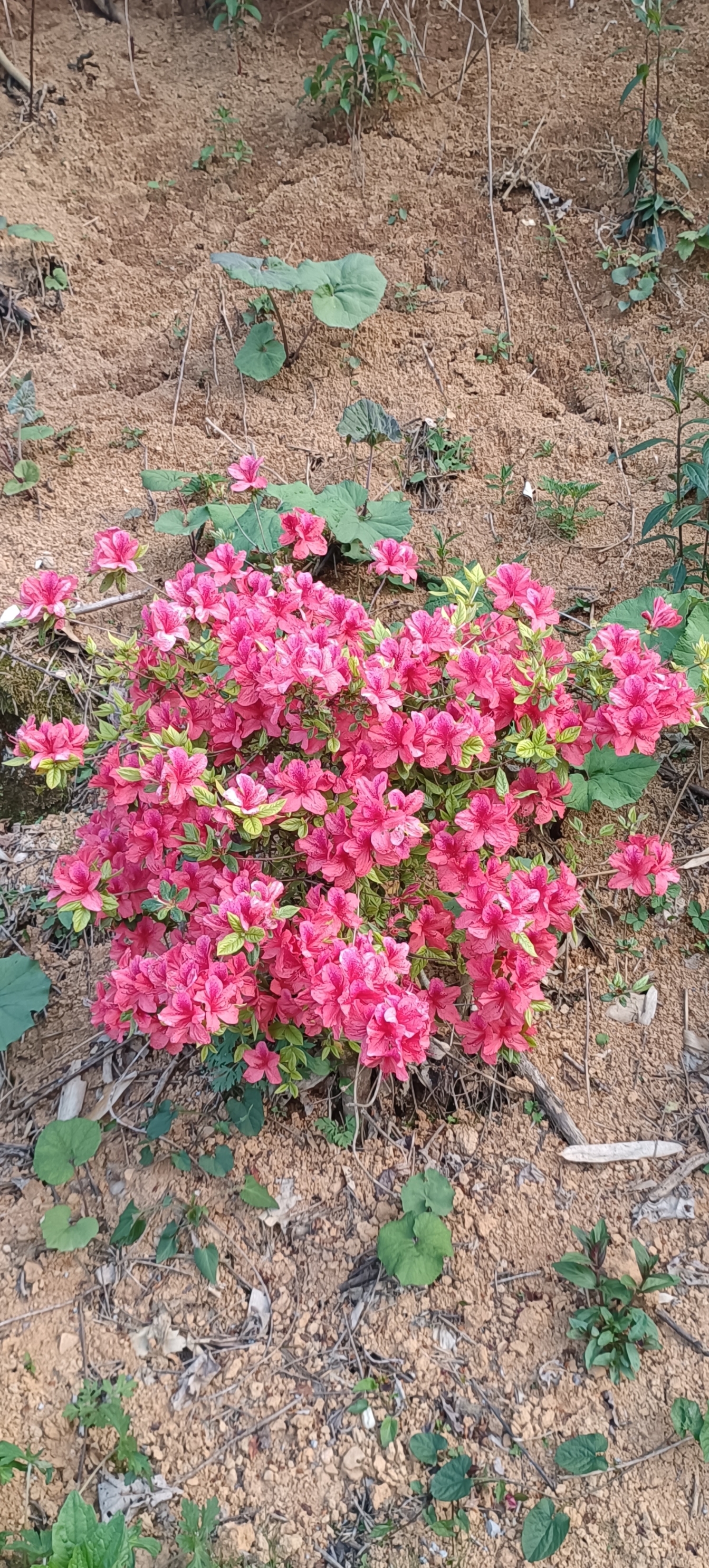 紫荆花宜昌·湖北