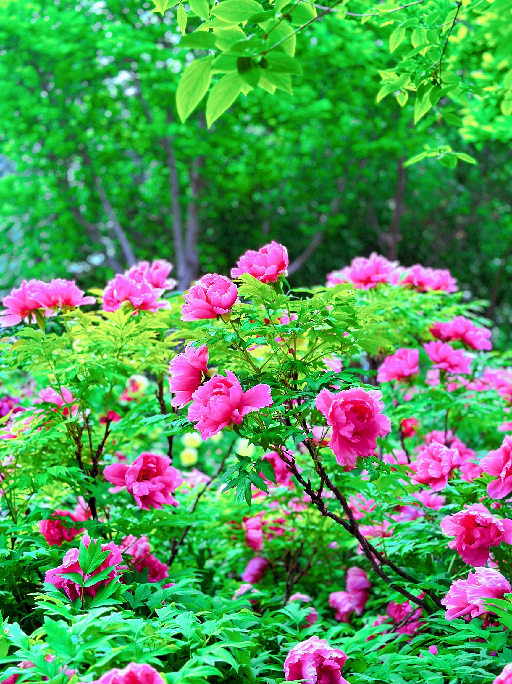 洛阳王成公园赏花，带你领略春天的美丽！