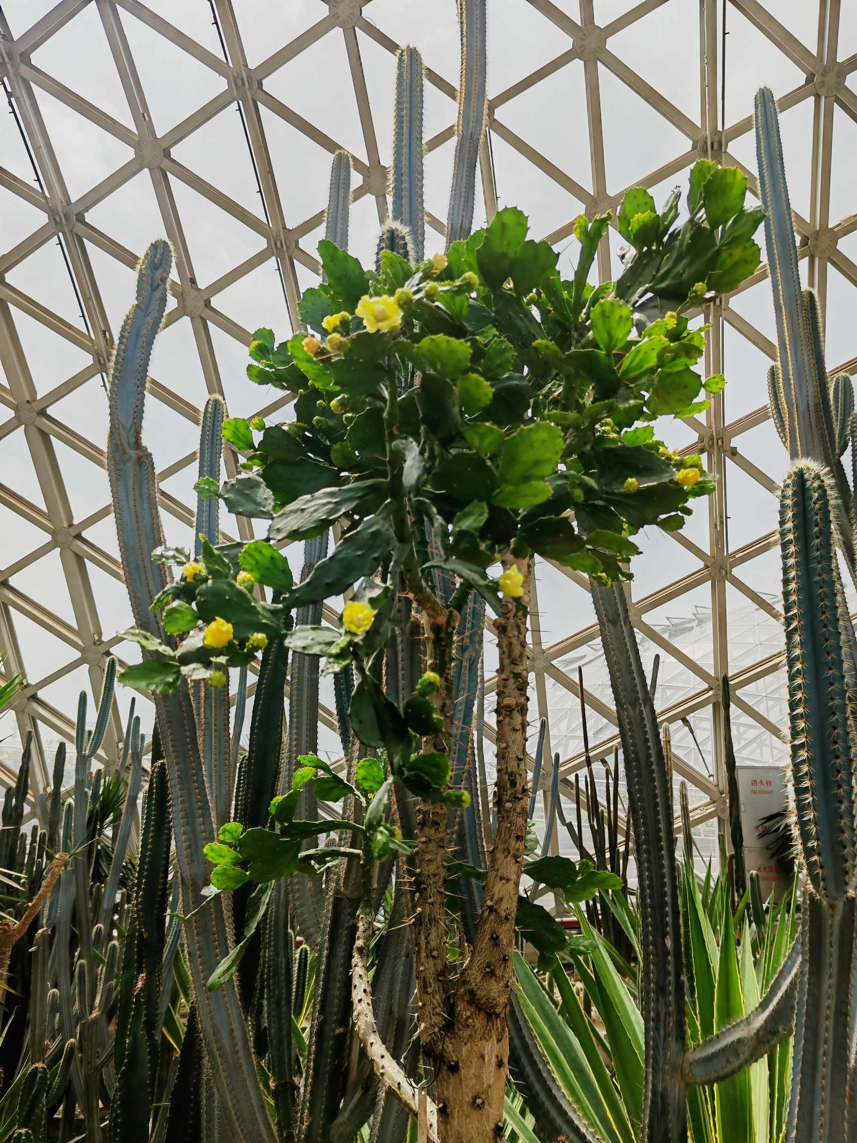 来辰山植物园 一定要看看沙生植物园！！！