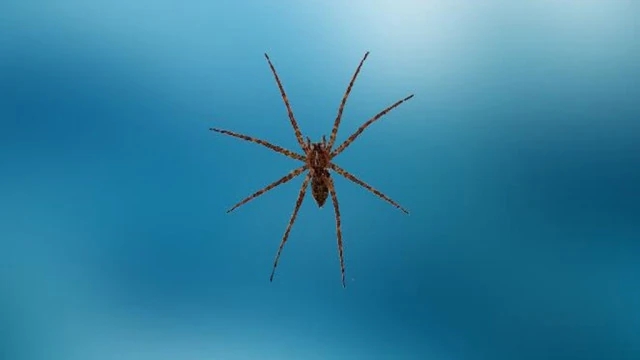 捕鱼蛛（Dolomedes）属于盗蛛科，又称食鱼蜘蛛、狡蛛、跑蛛等。几乎所有捕鱼蛛都是半水栖动物，只