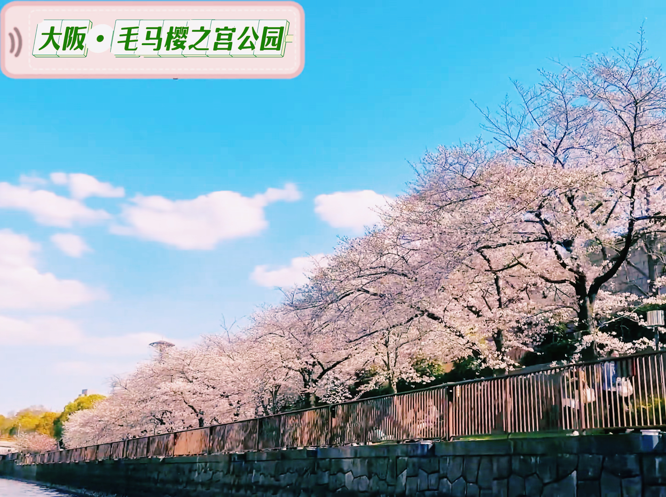🌸 毛马樱之宫公园：大阪赏樱最佳去处 🌸🌈