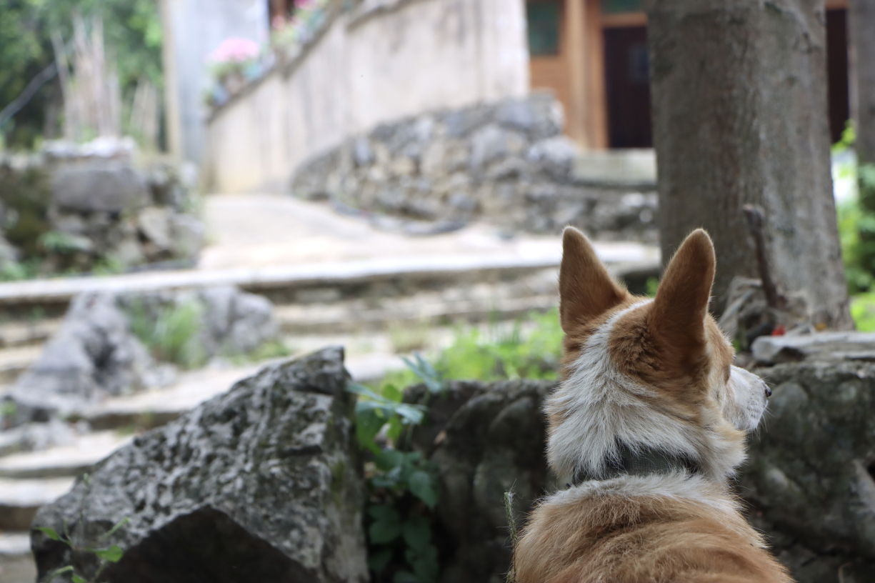 小苗鹊咖啡(梵净山店)餐厅图片