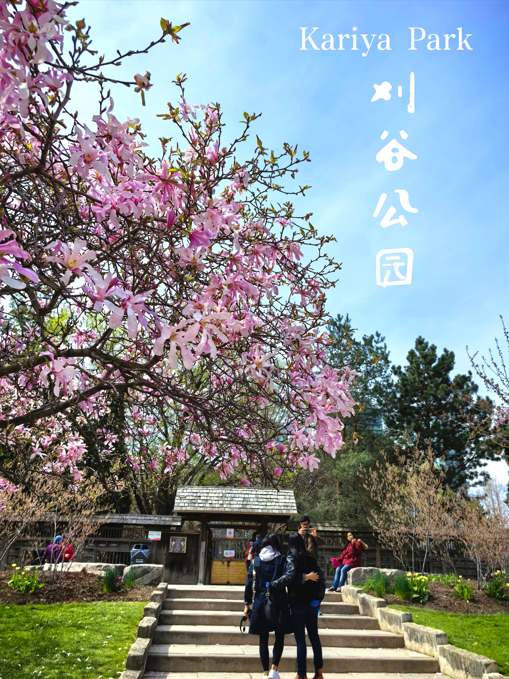 又到一年赏花季，你可知密西沙加有个赏樱观花好去处：刈谷公园