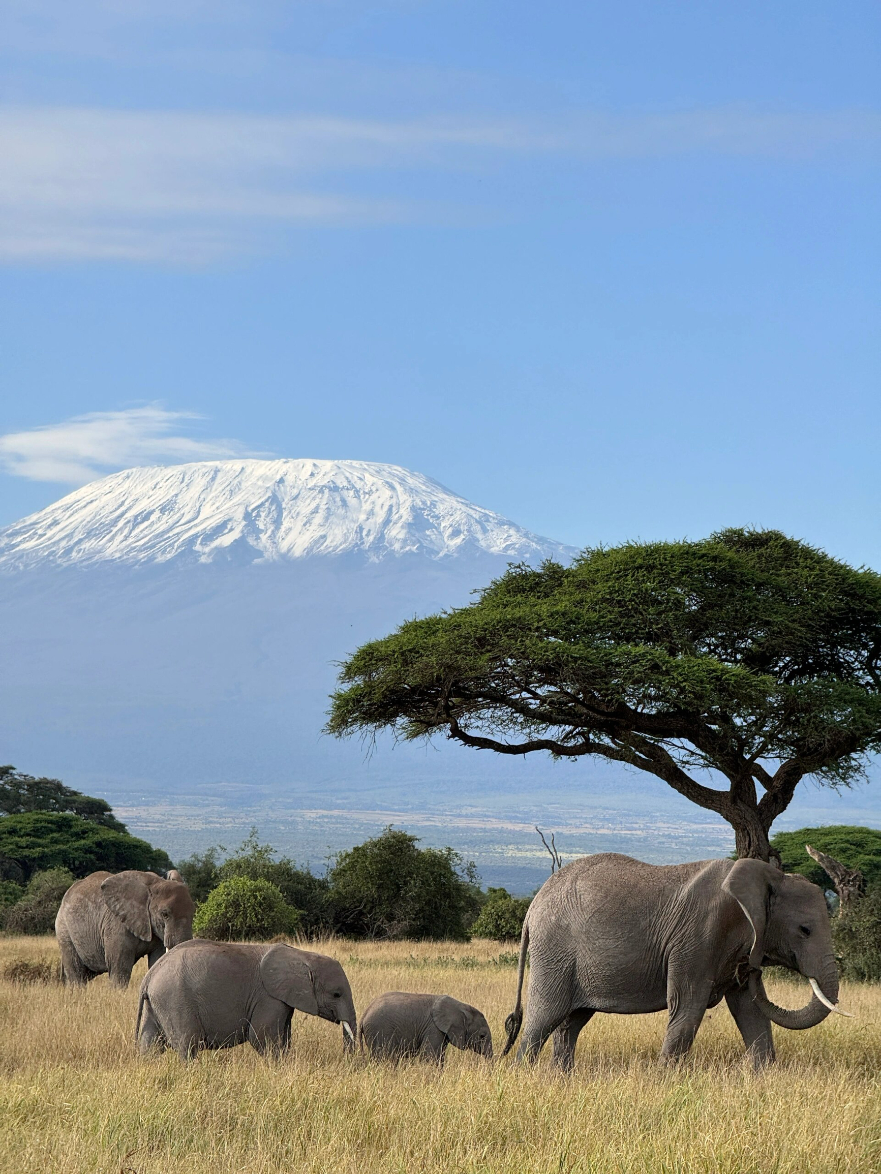 Amboseli🐘|||在安博塞利的乞力马扎罗山下拍到了象生照片[哇R] 又住了salt lick 