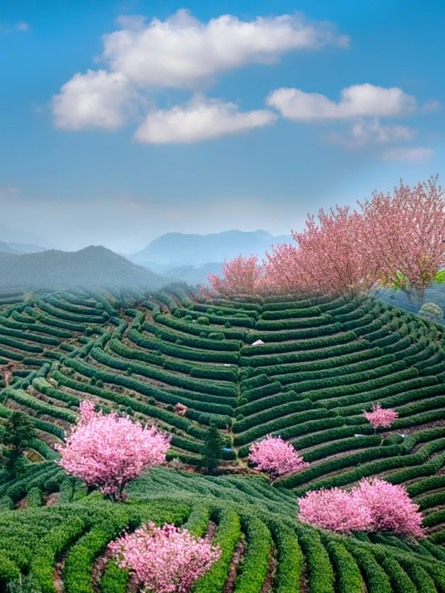 杭州富阳拔山村，上春山被写实了