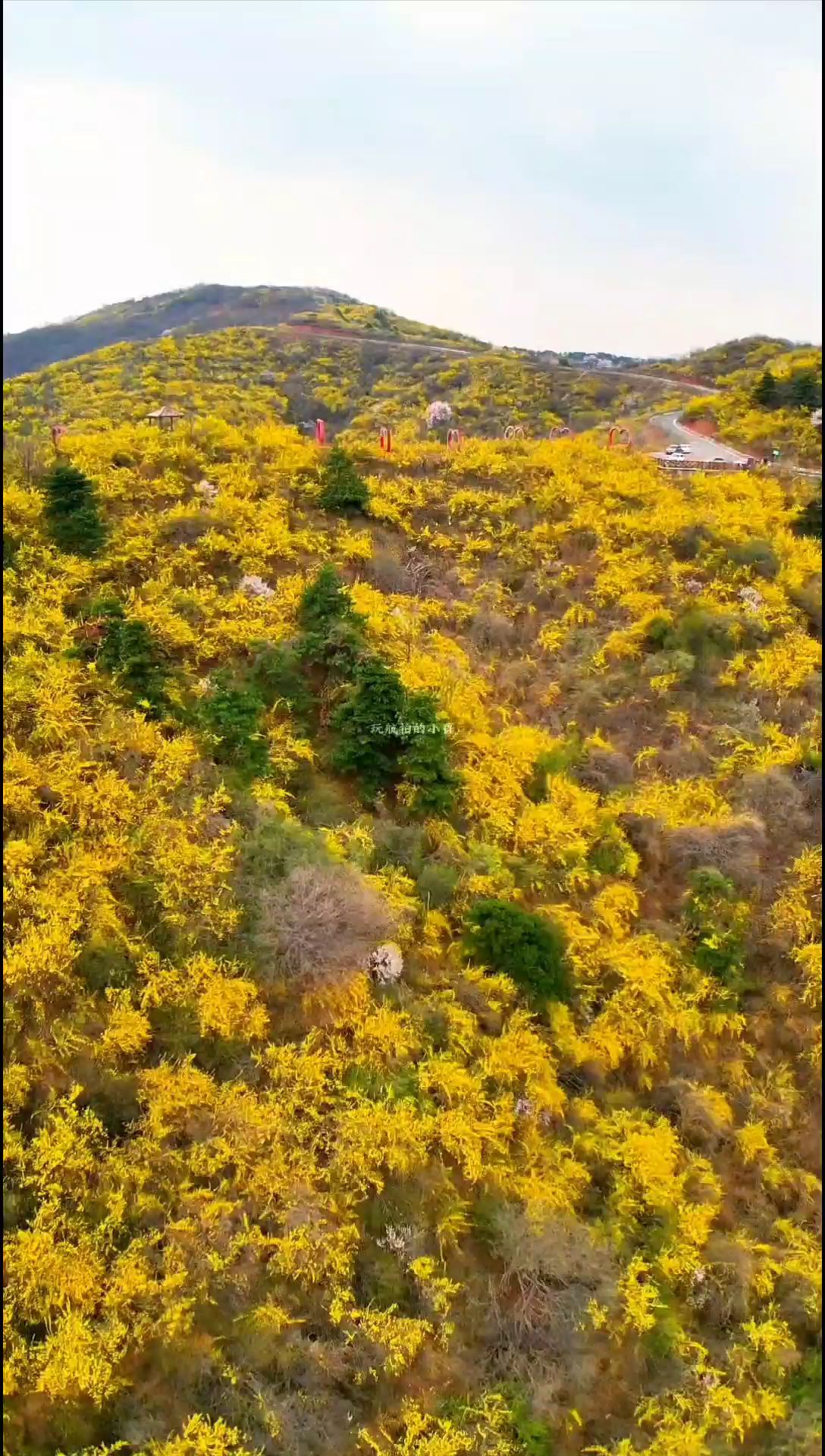 满山尽披黄金甲，美丽的连翘花，太行山中靓丽的风景线。#太行山 #山花烂漫 #大山里的原生态 #山西农