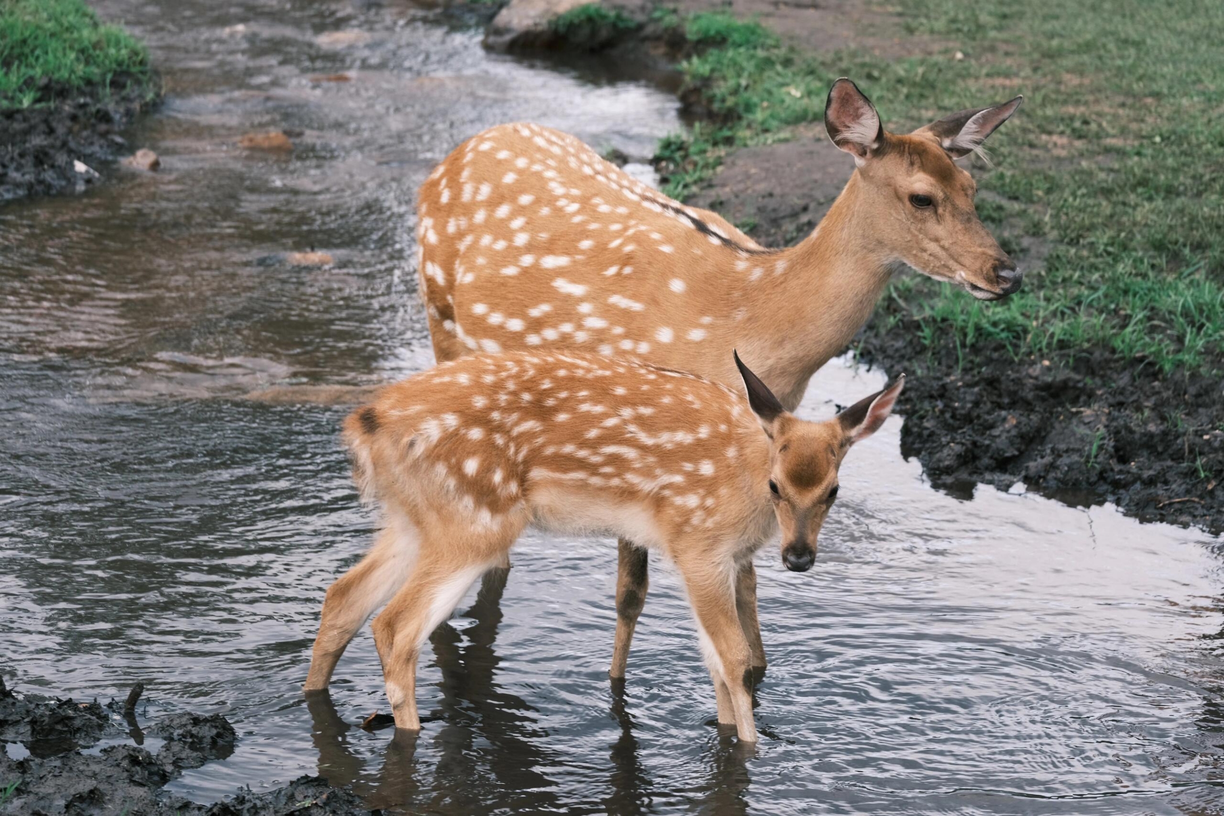 顺心砂锅熏肉饼店