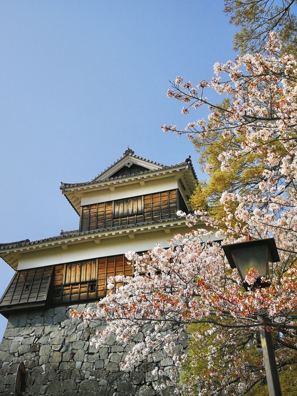 九州熊本·樱花季来到熊本熊部长的故乡～