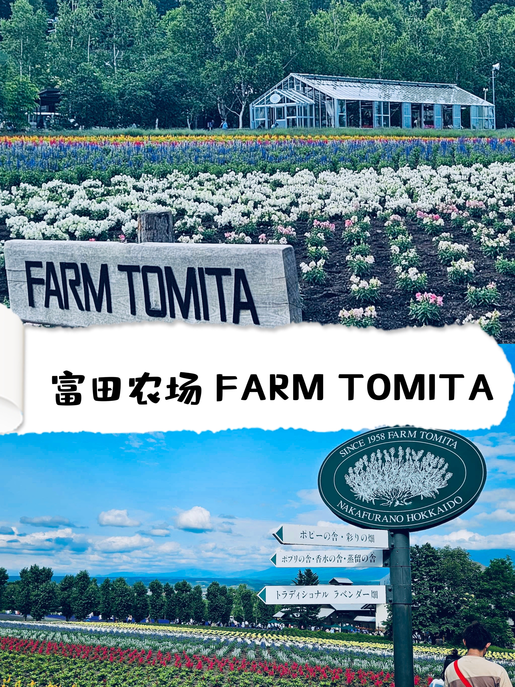 【浪漫】浪漫多汁的富田农场来一场身心愉悦的农场主之旅