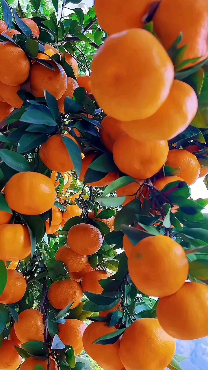 趁着橘子正熟时采摘园走一波🍊🍊🍊