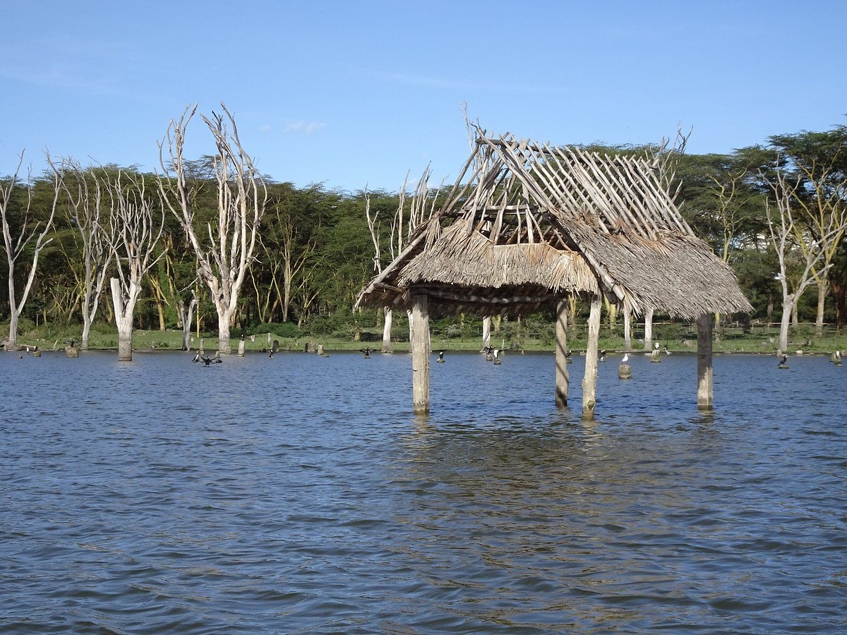 🚣畅游 Naivasha 湖泊，感受🦓野生动物的魅力