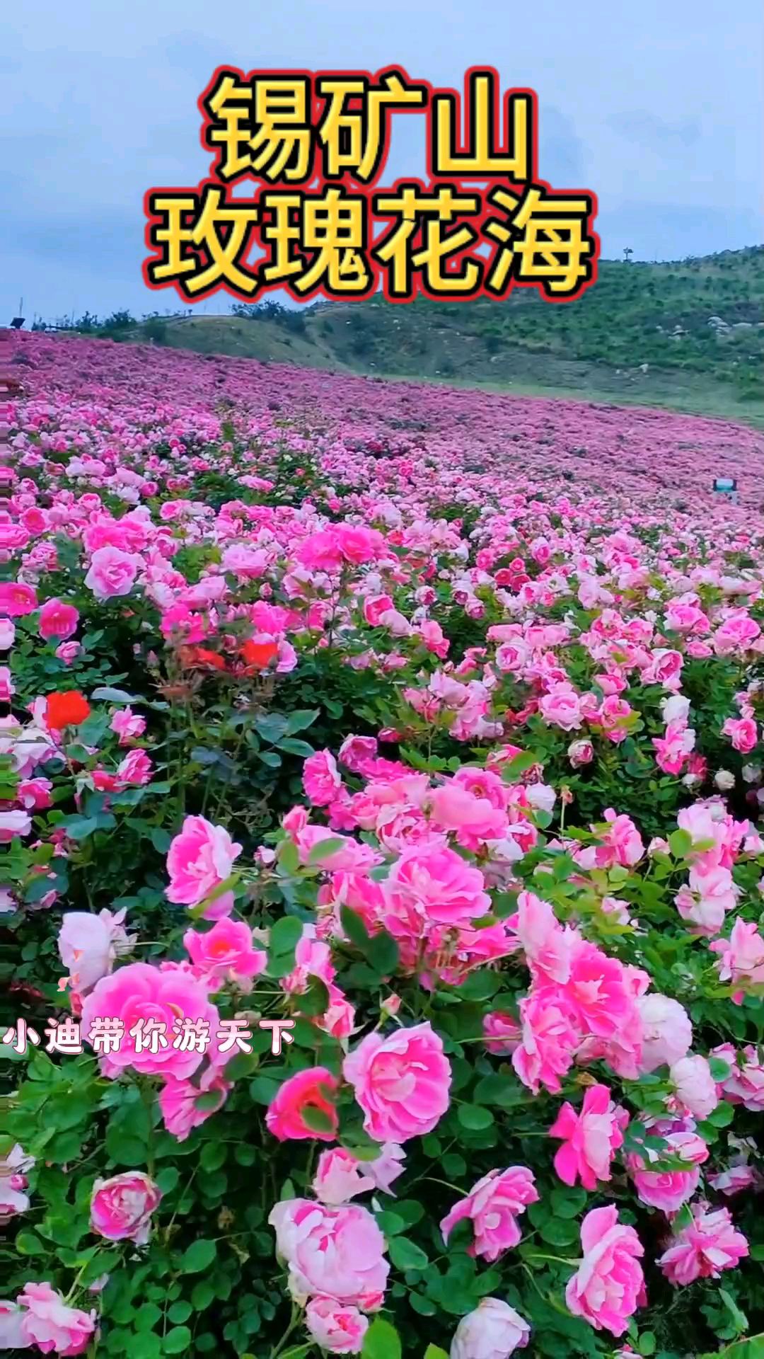 冷水江锡矿山花海