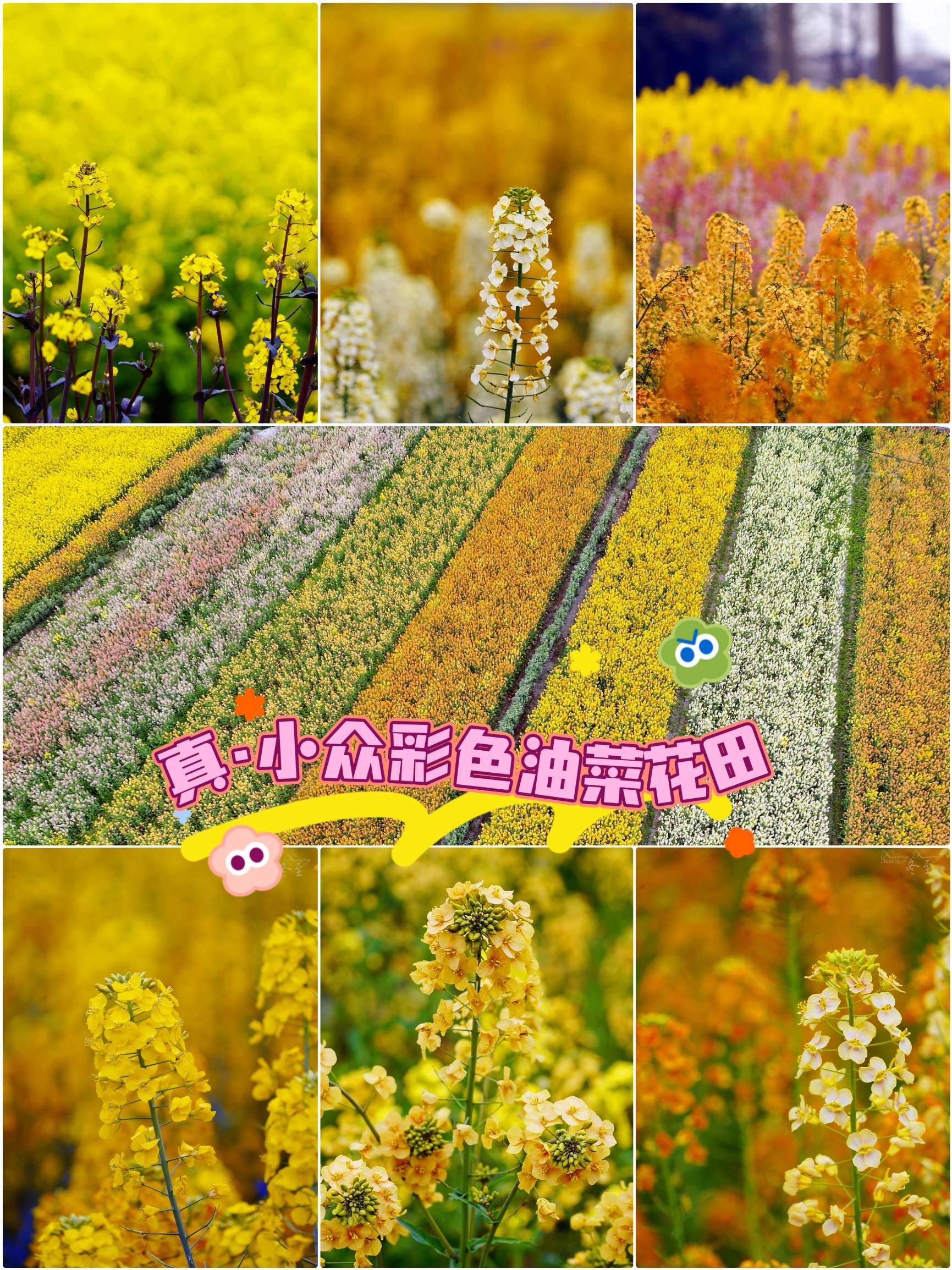 真·小众·彩色油菜花海❗️周末也包场❗️