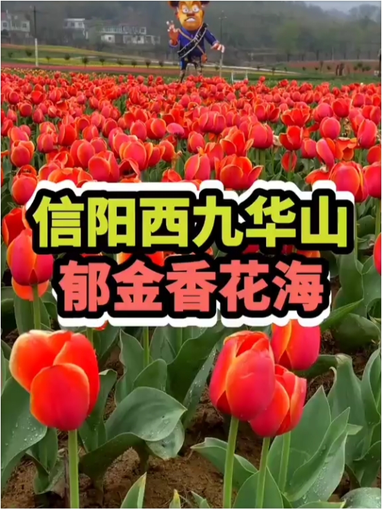 快来信阳西九华山赏春踏青吧！#西九华山郁金香踏青赏花节 #出门逛春天 #景区赏花前线 #郁金香#西九