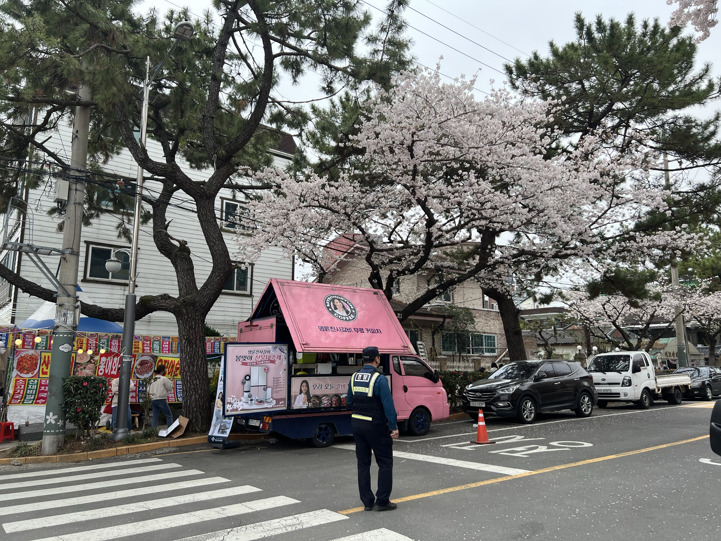 釜山樱花季