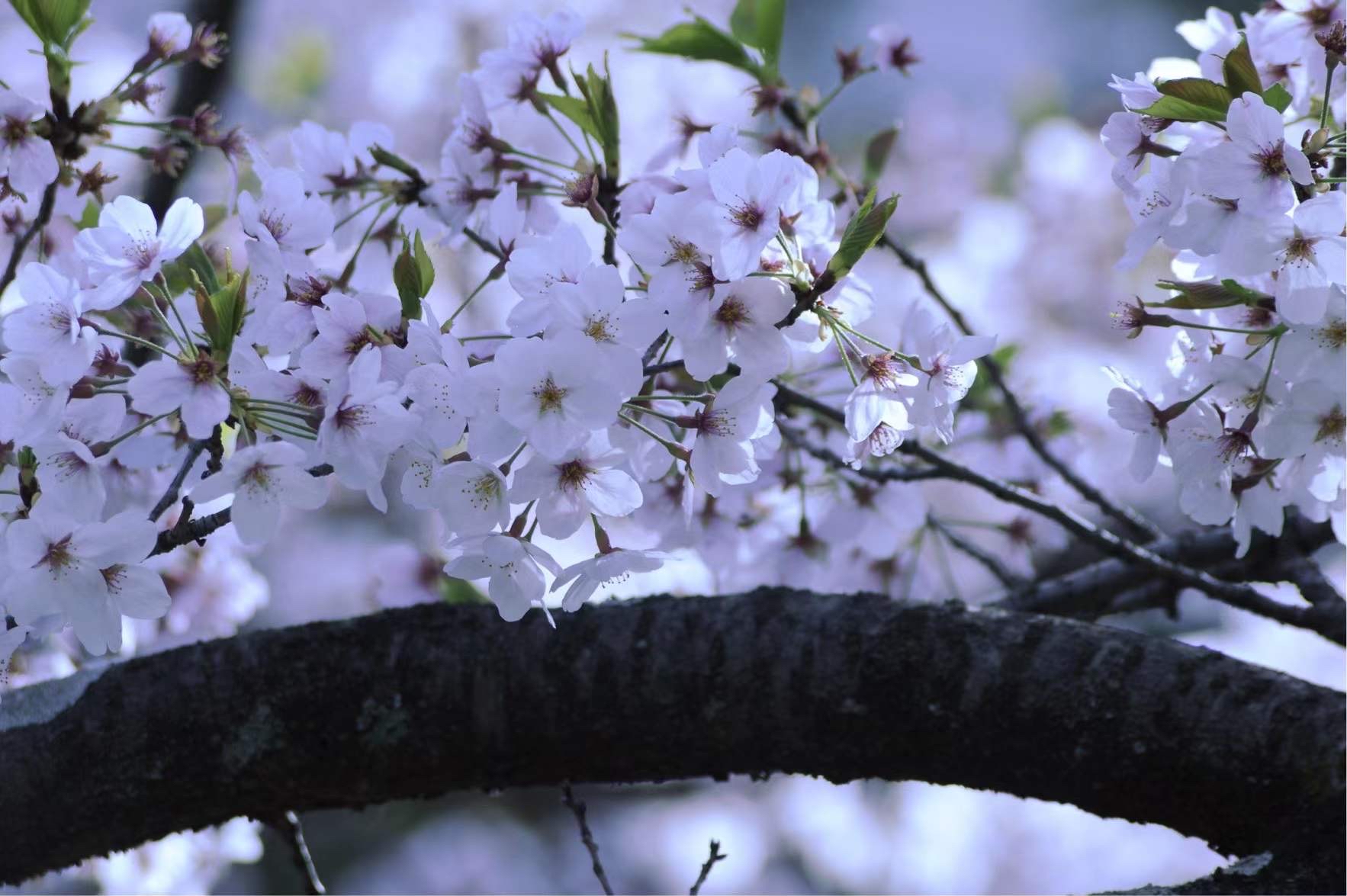 日本樱花🌸盛开时，欢迎您来大阪，来吉良