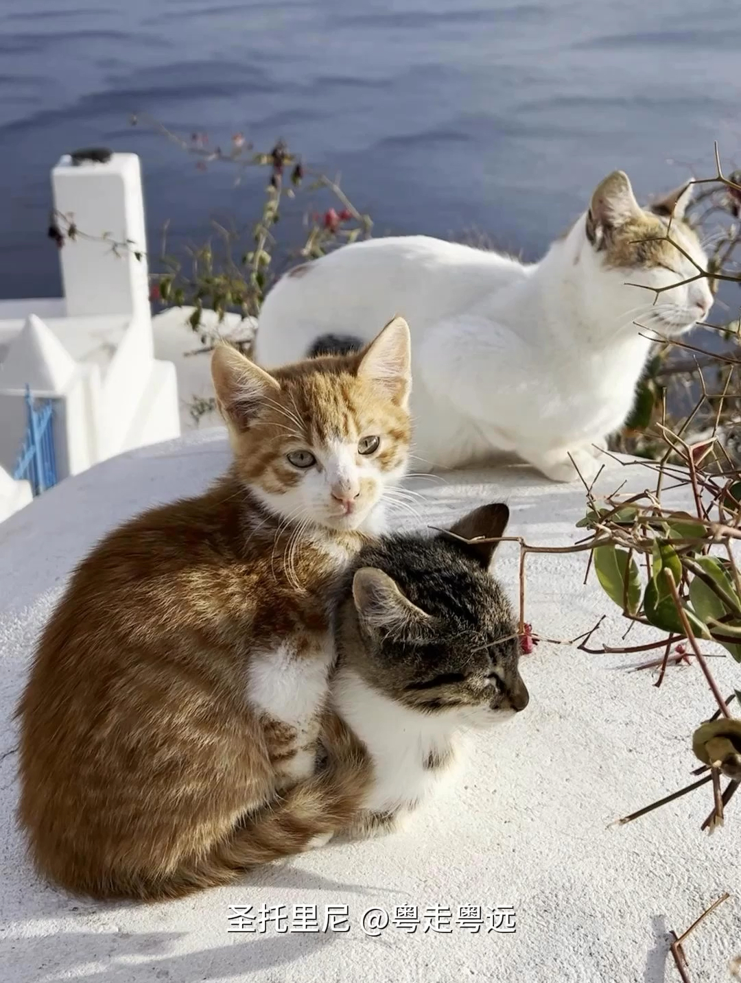 分享在希腊圣托里尼随手拍到的小猫 被治愈了