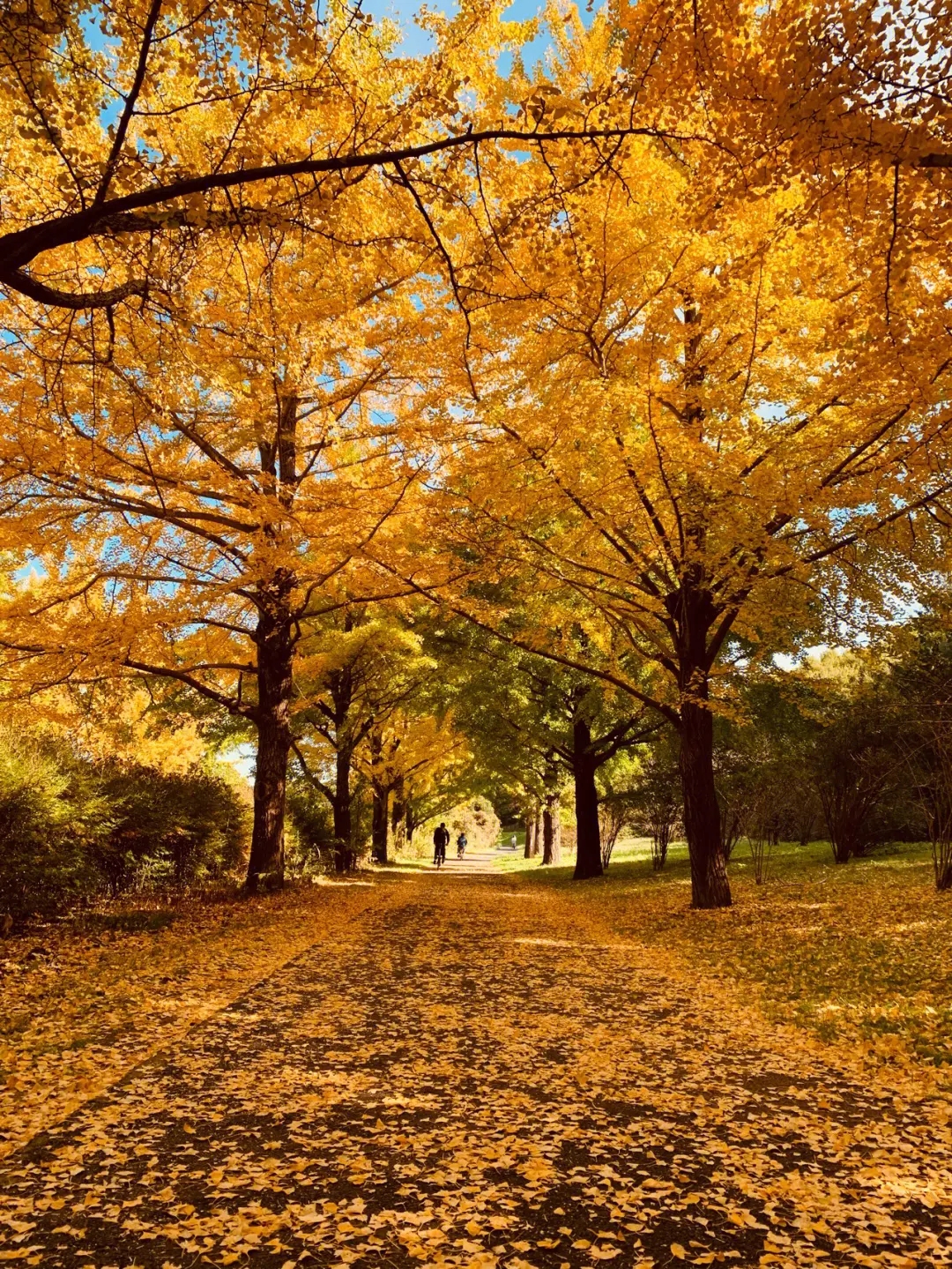 秋意浓情：昭和纪念公园红叶·黄叶祭的迷人之旅