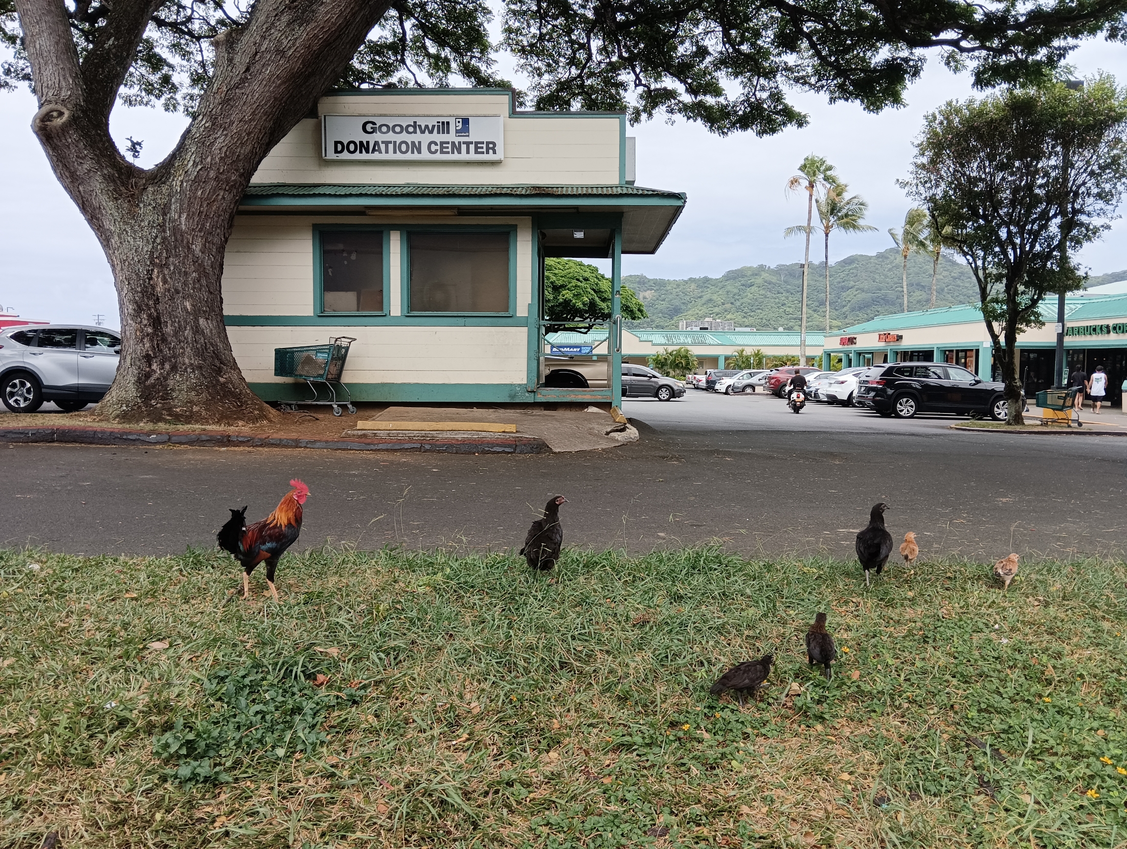 夏威夷州鸟--走地鸡