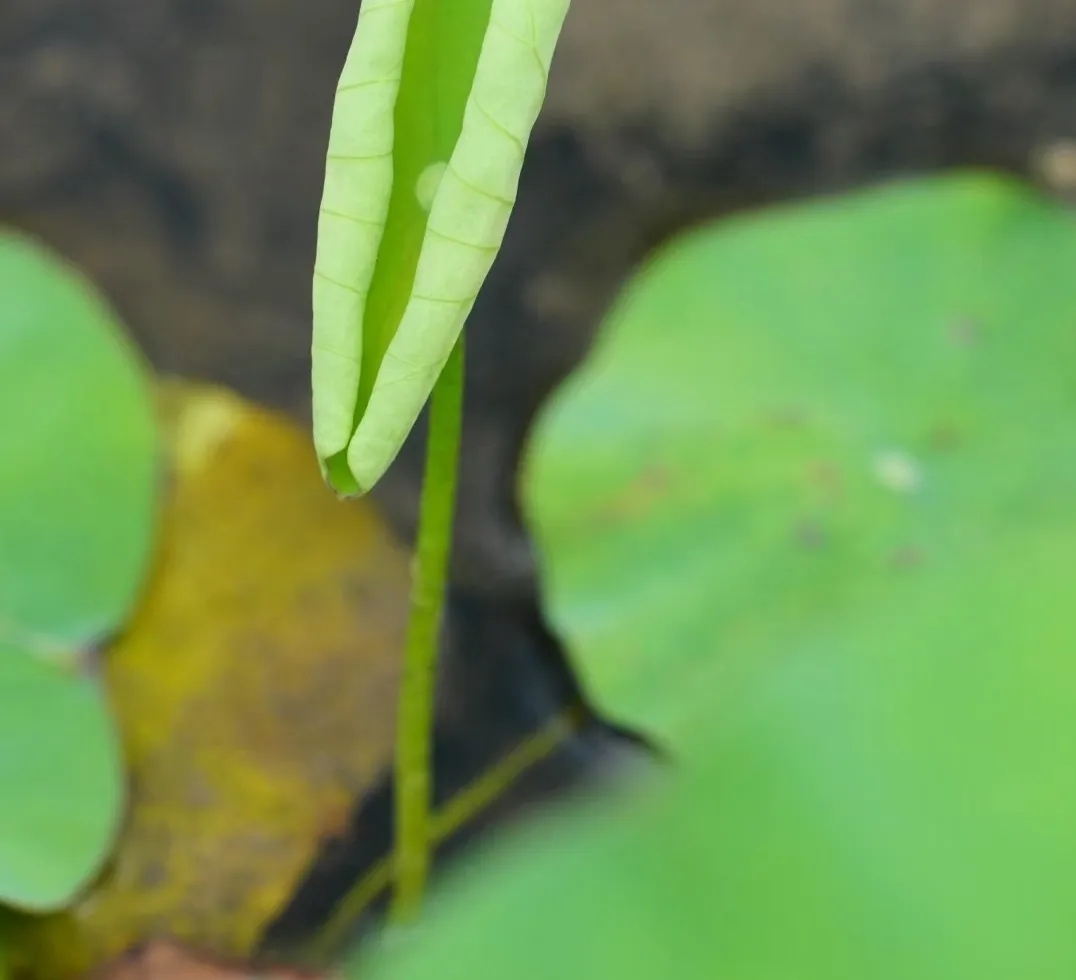 日常里能做自己想做的事，长期做，真好。凡事靠自己，风生又水起。勇敢去热爱，去生活，去做自己。将沉闷的