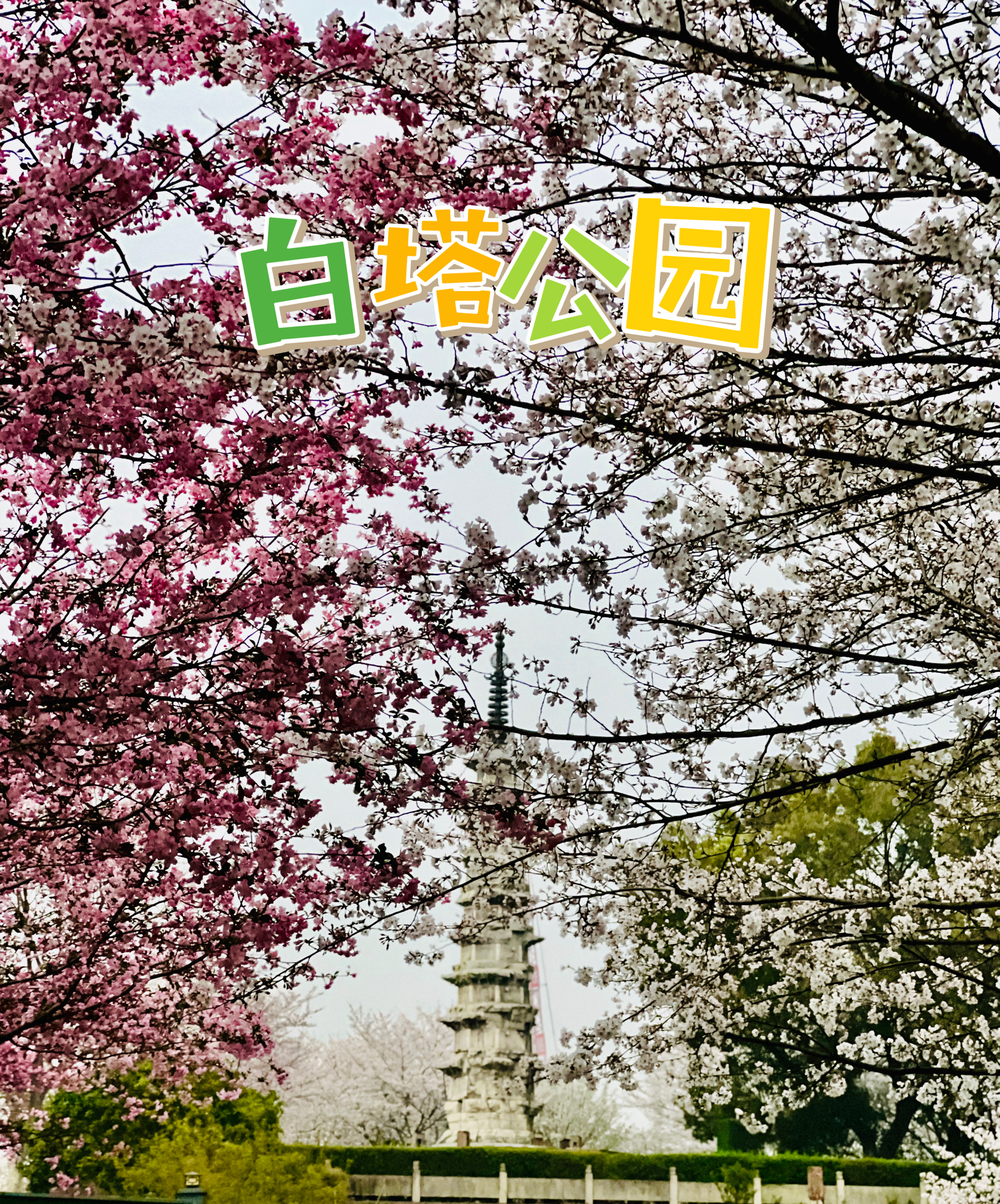 杭州白塔公园｜杭城最唯美浪漫复古的赏樱胜地～