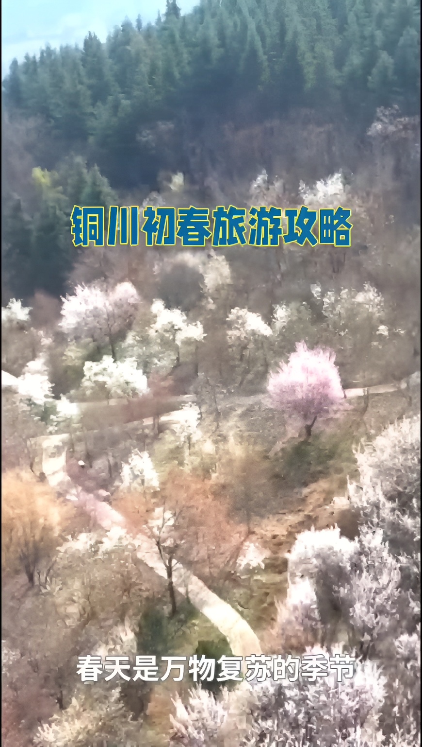 铜川初春攻略：桃花杏花盛开，感受自然之美