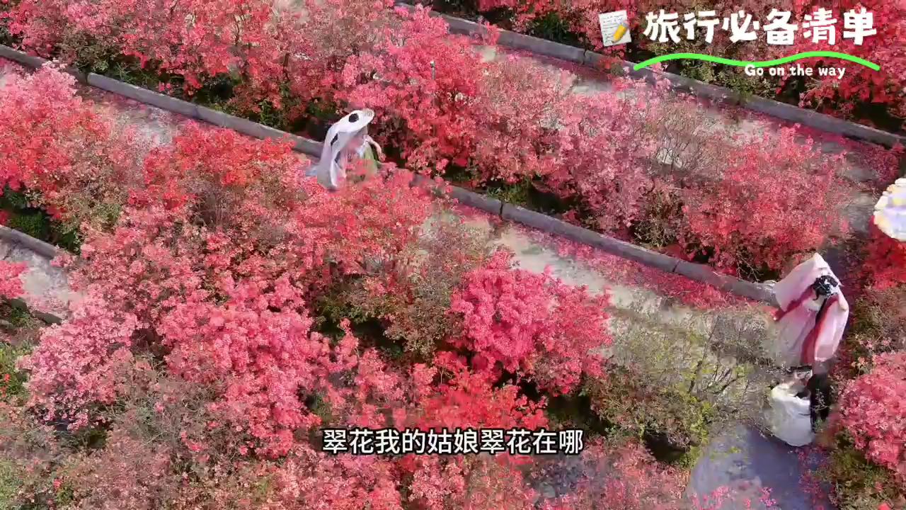 #赏花春游好去处 #抖音带你去赏花 #春天赴一场花海的约会 杜鹃花