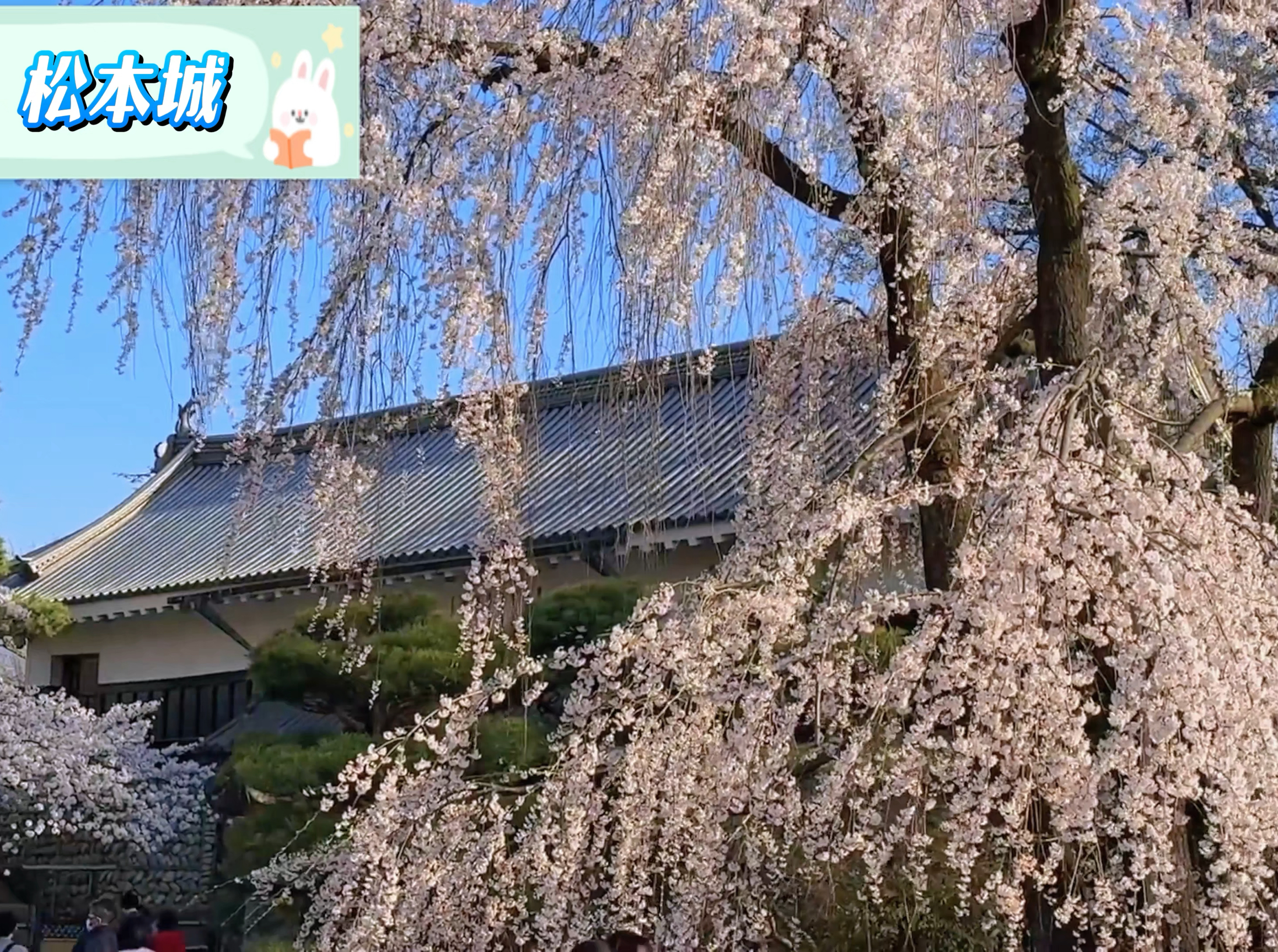 松本城赏樱全攻略 — 长野之春美不胜收 🌸🏰