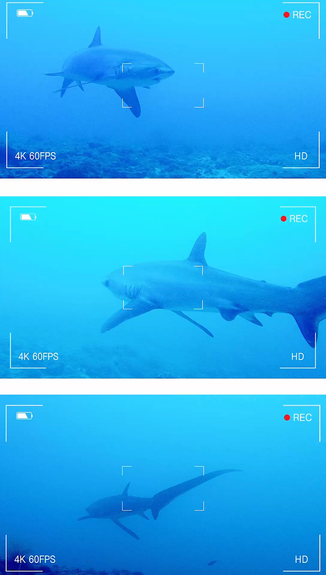 长尾鲨