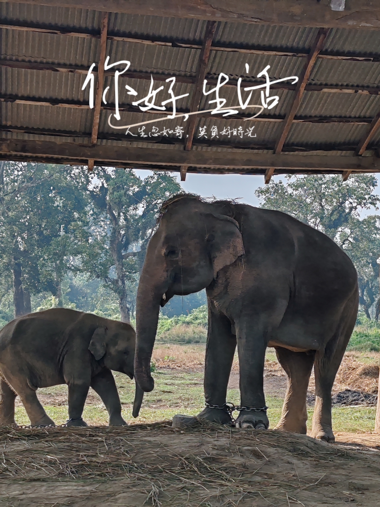 参观奇特旺大象繁育基地：可怜的母象，镣铐加脚，失去自由
