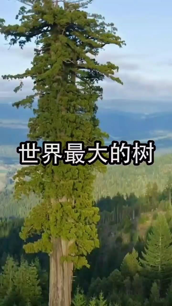#我的科幻旅行大片 雪曼将军树（Sequoiadendron giganteum），又称巨杉或美洲杉