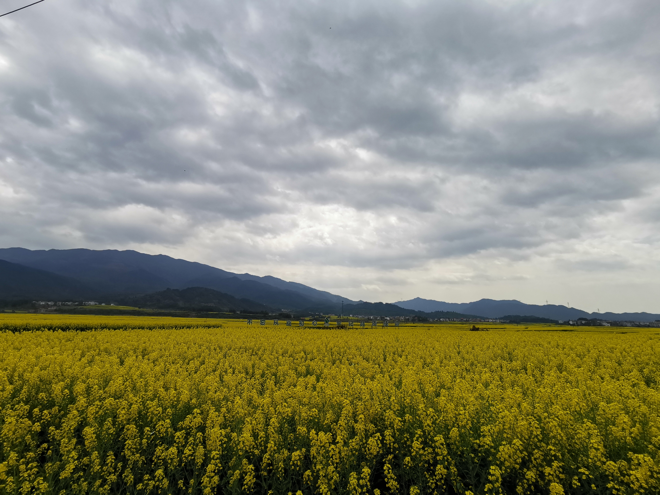 油菜花……