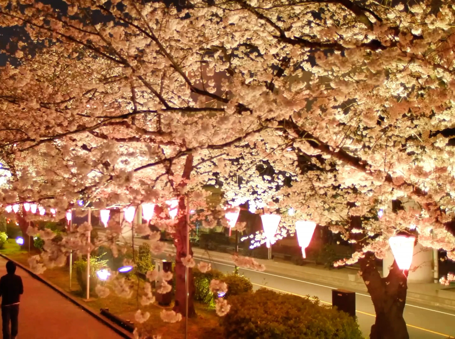 赏樱盛事于东京隅田川：光影与花海的华丽交响 🌸