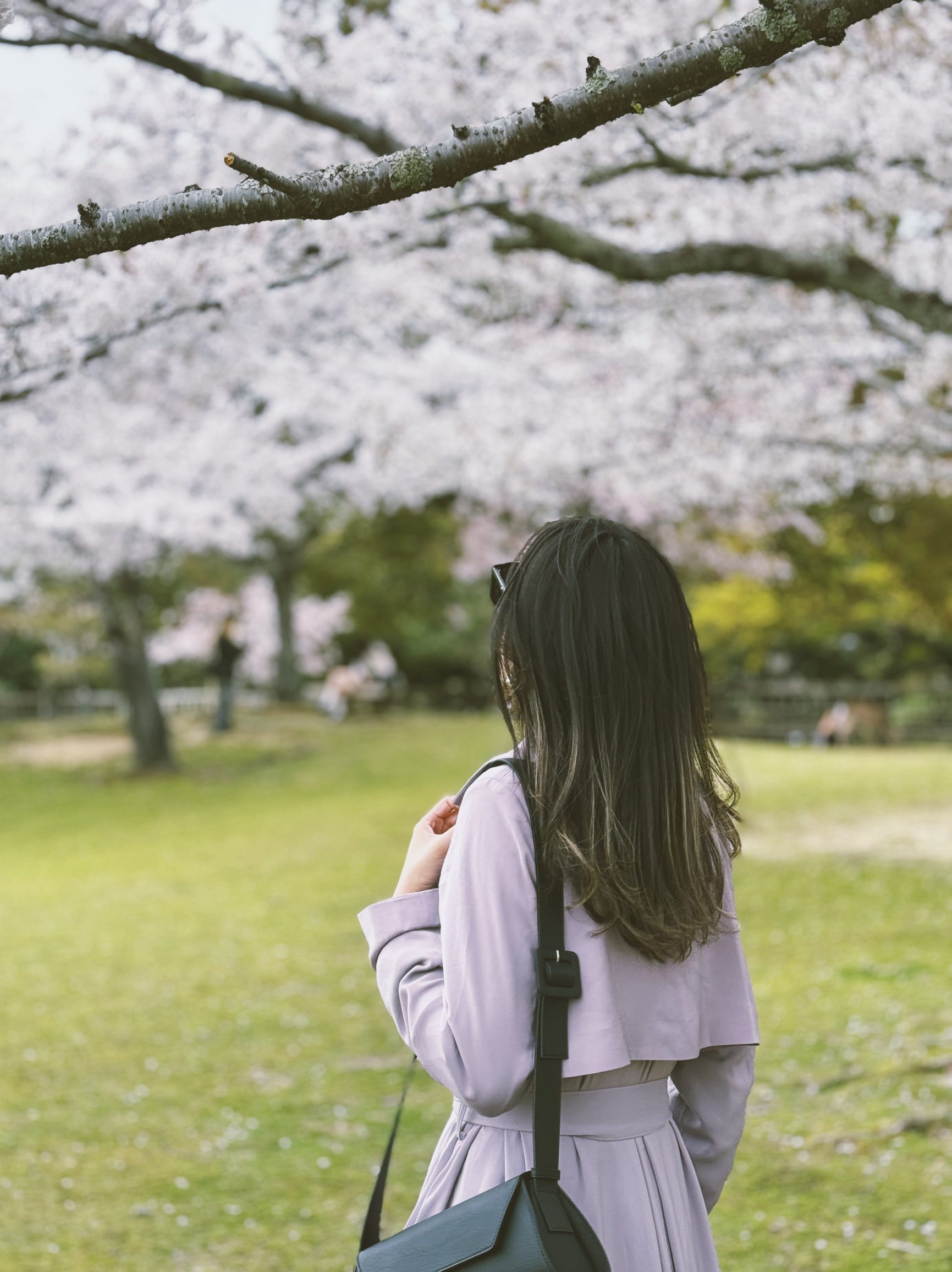 奈良公园🦌樱花树下与小鹿的亲密接触