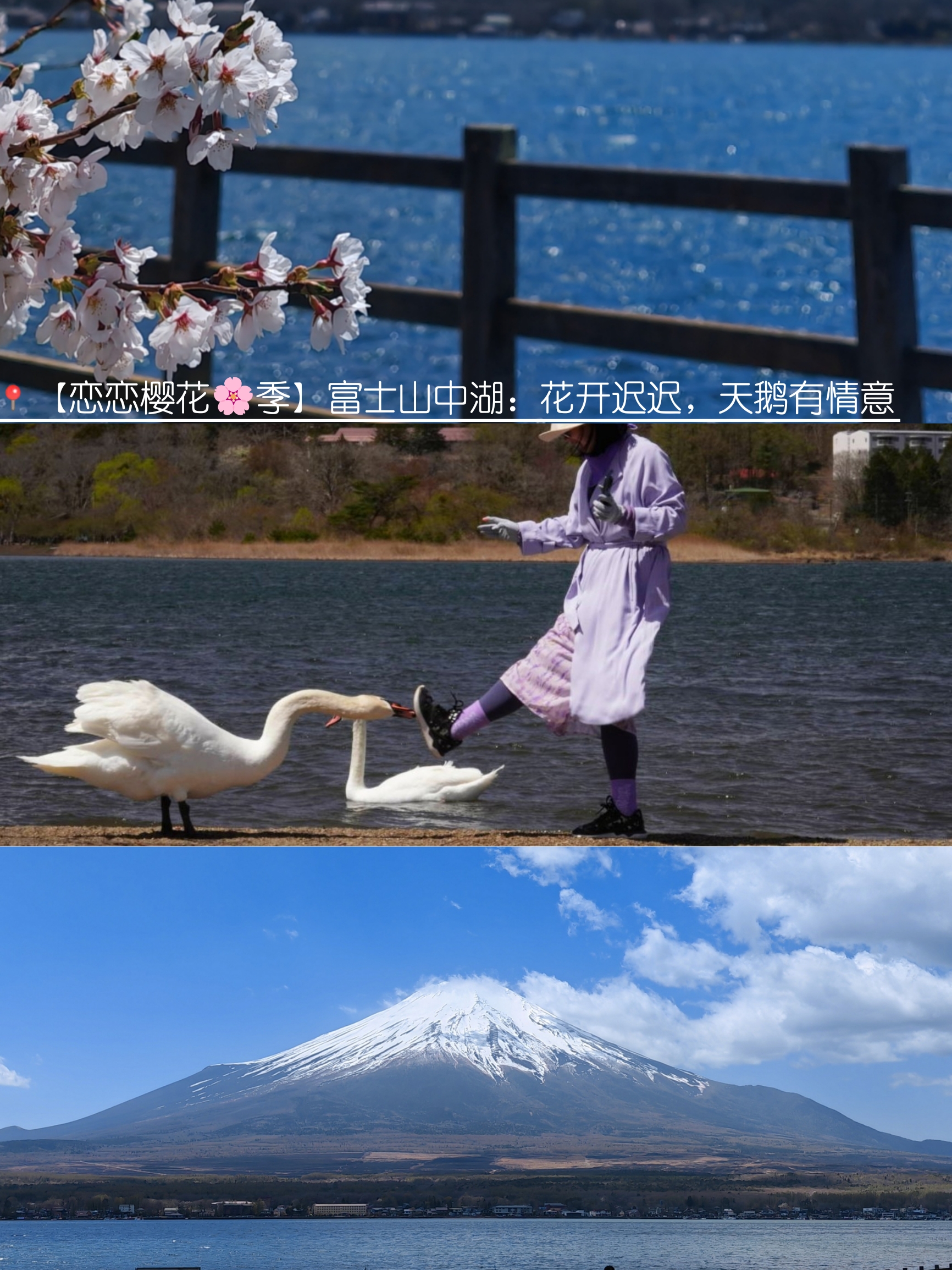 【恋恋樱花🌸季】富士山中湖，樱花开迟迟，天鹅有情意～
