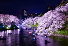 夏井千本桜景点图片