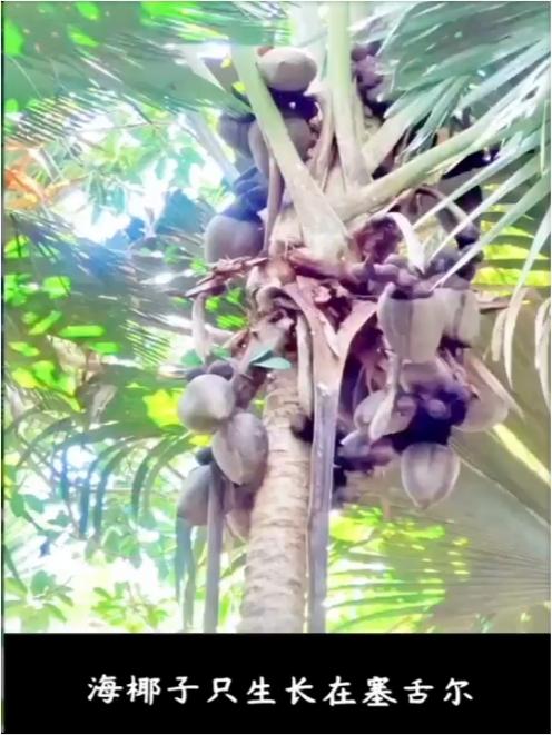 塞舌尔特有植物海椰子